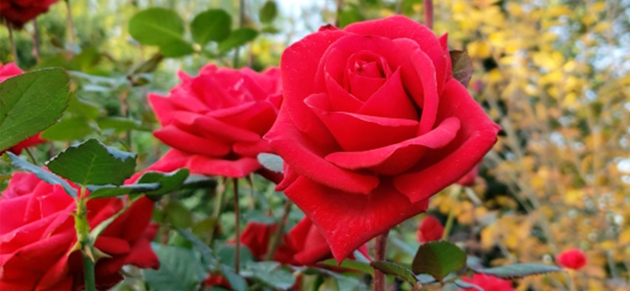 薔薇酒 薔薇姫 （箱入） 375ml | 一宮酒造